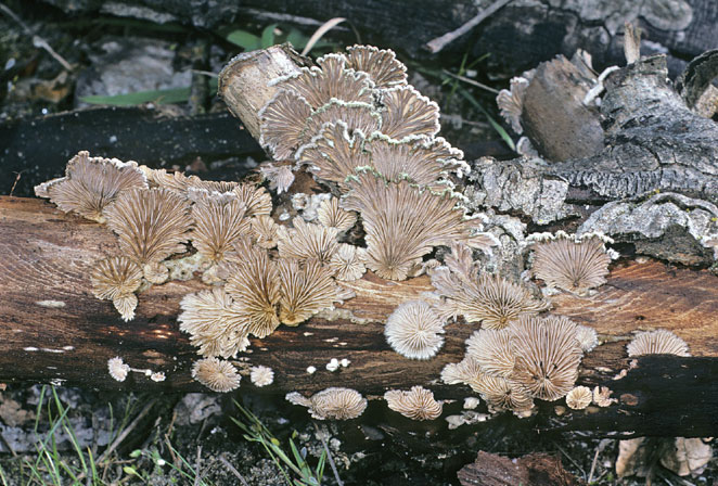 Schizophyllum commune
